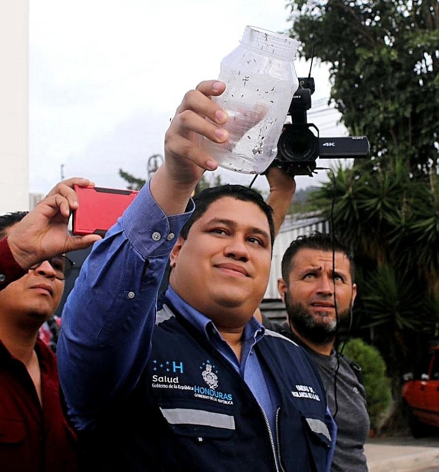 En la colonia Lara de Tegucigalpa, liberan mosquitos con wolbachia